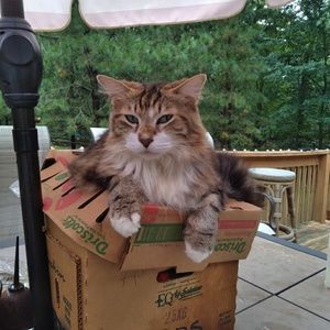 Meet your Posher, Carolyn